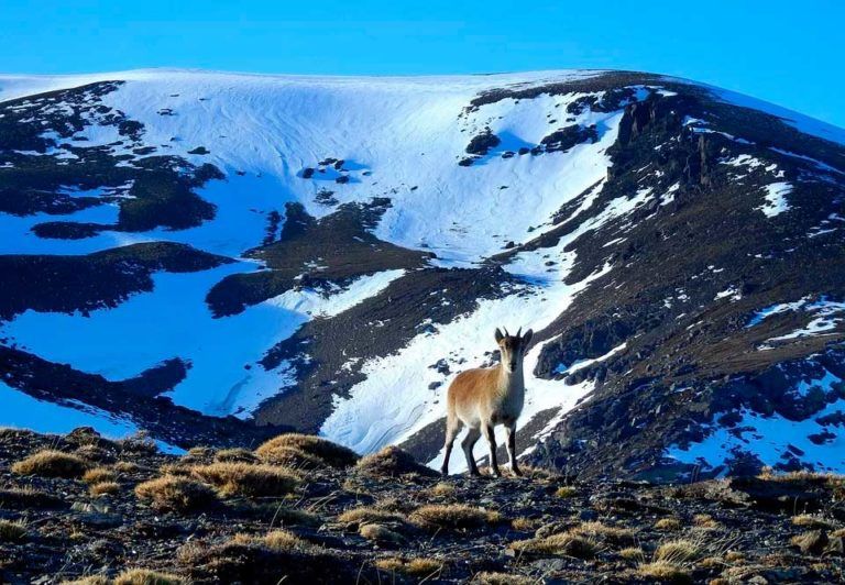 VISITA-GUIADA-EN-TAXI-POR-SIERRA-NEVADA